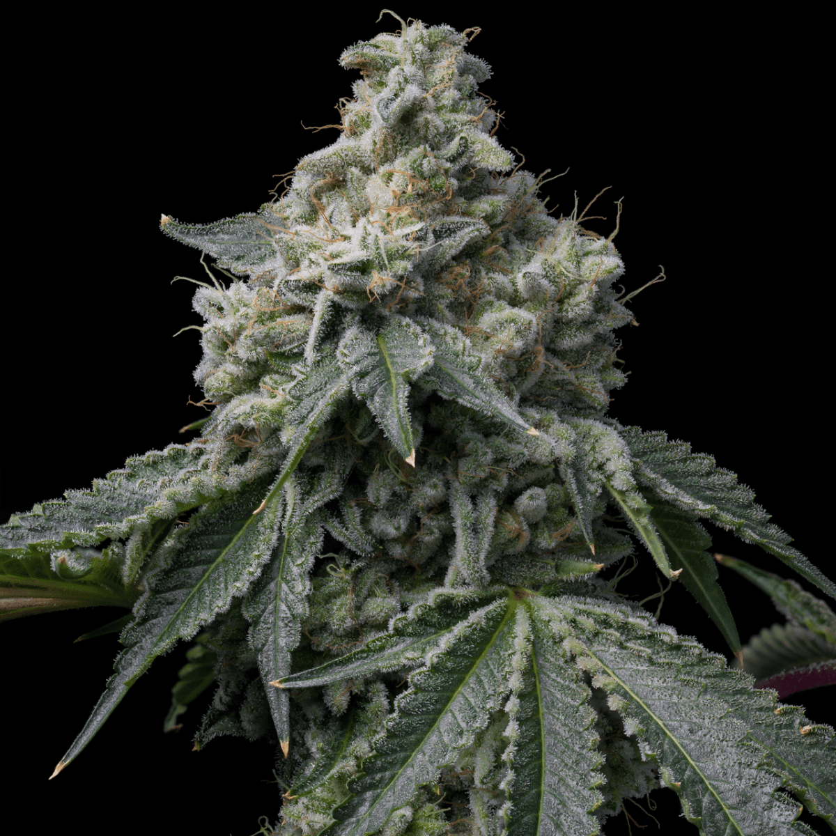 OZ Kush Seeds