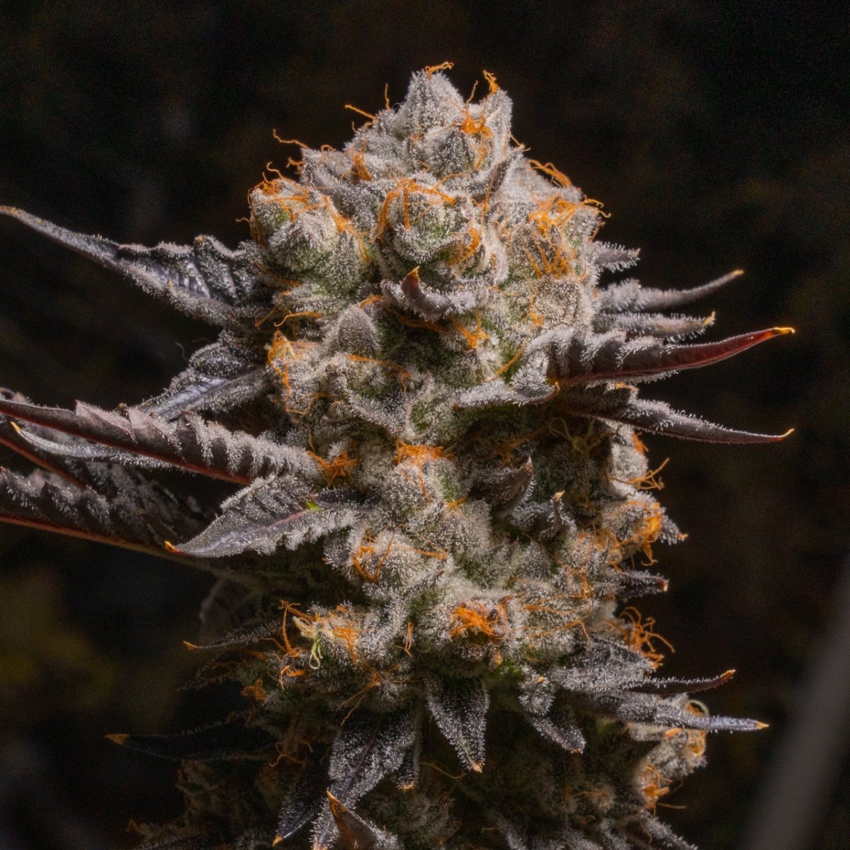 Pink Certz Seeds