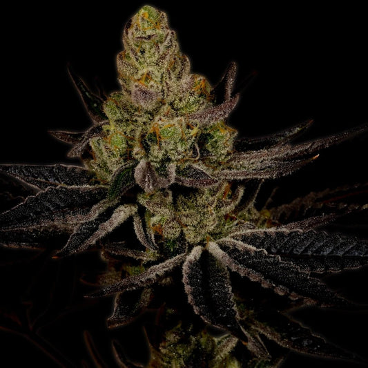Platinum Cookies Autoflower Seeds