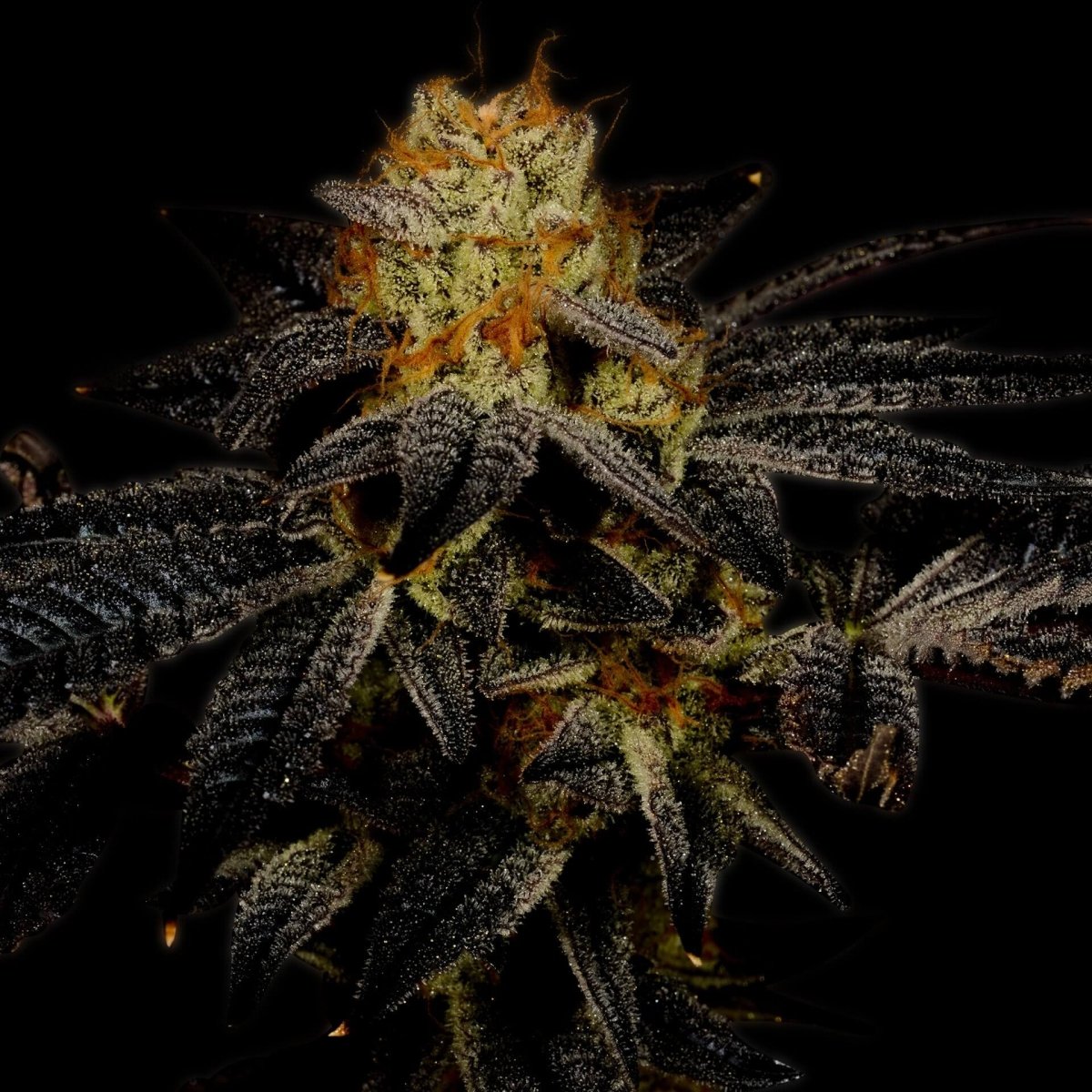 Purple Kush Autoflower Seeds