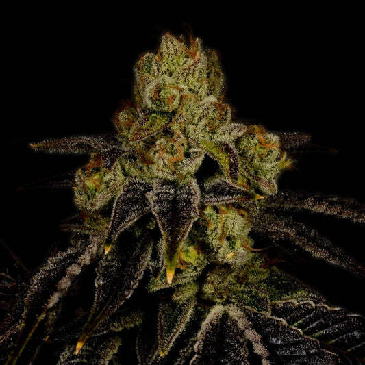 Purple Punch Autoflower Seeds