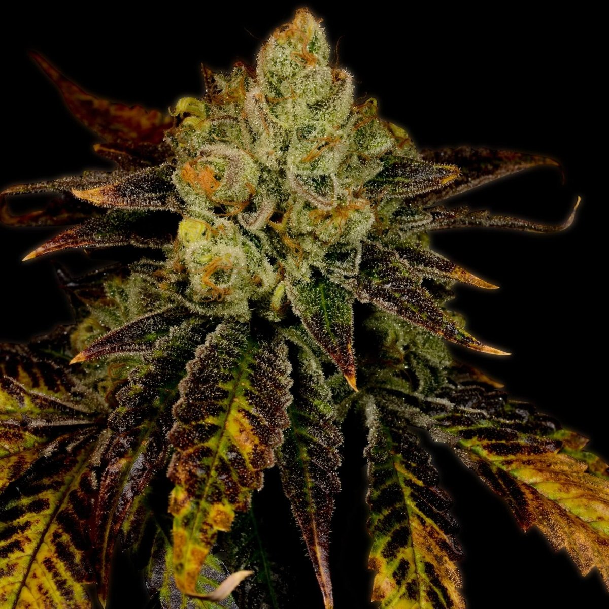 Purple Urkle Seeds