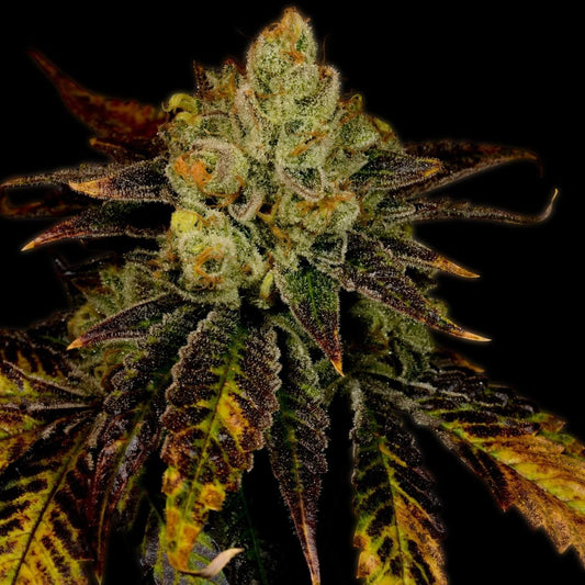 Purple Urkle Seeds