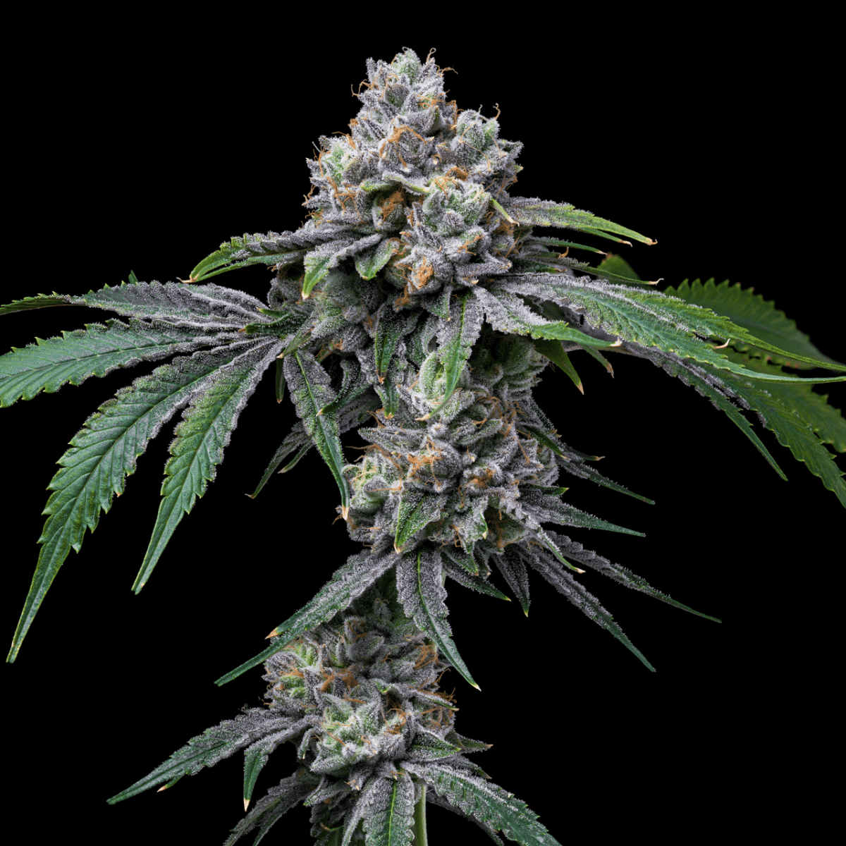 Rainbow Zkittlez Autoflower Seeds