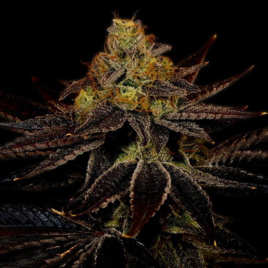 Runtz Seeds