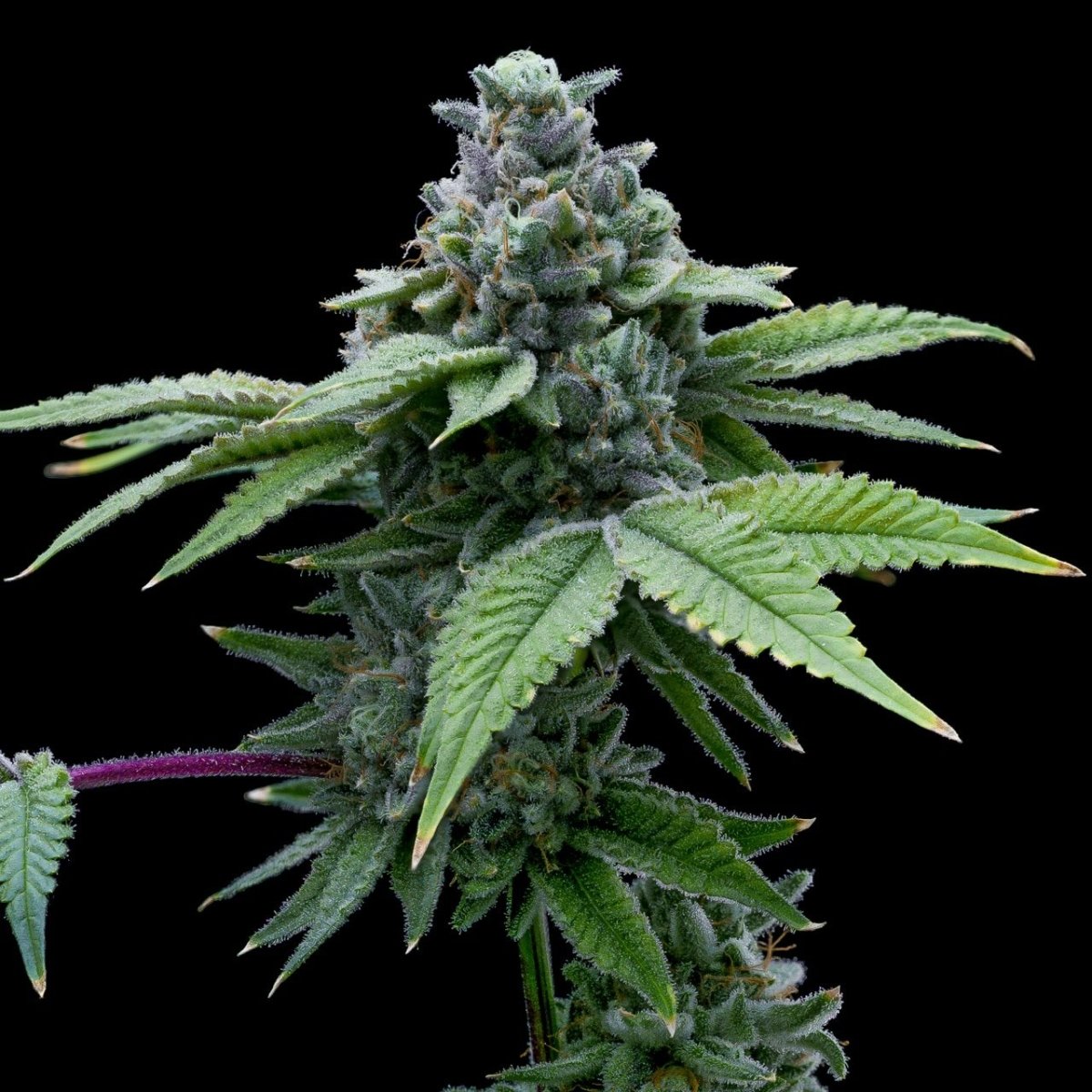 Santa Maria Auto Seeds