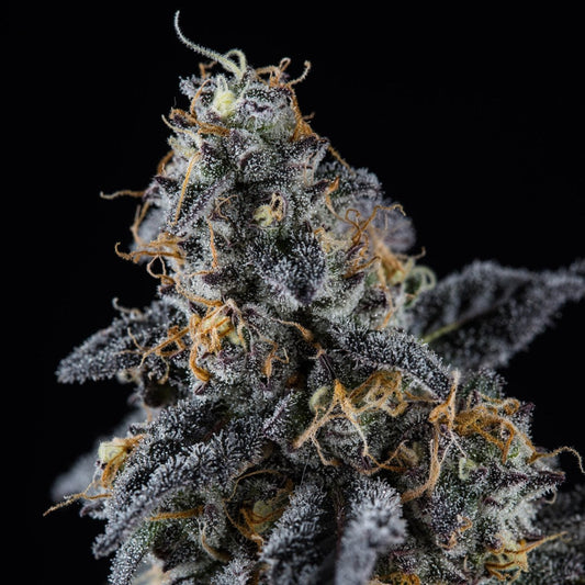 Sherbet Seeds