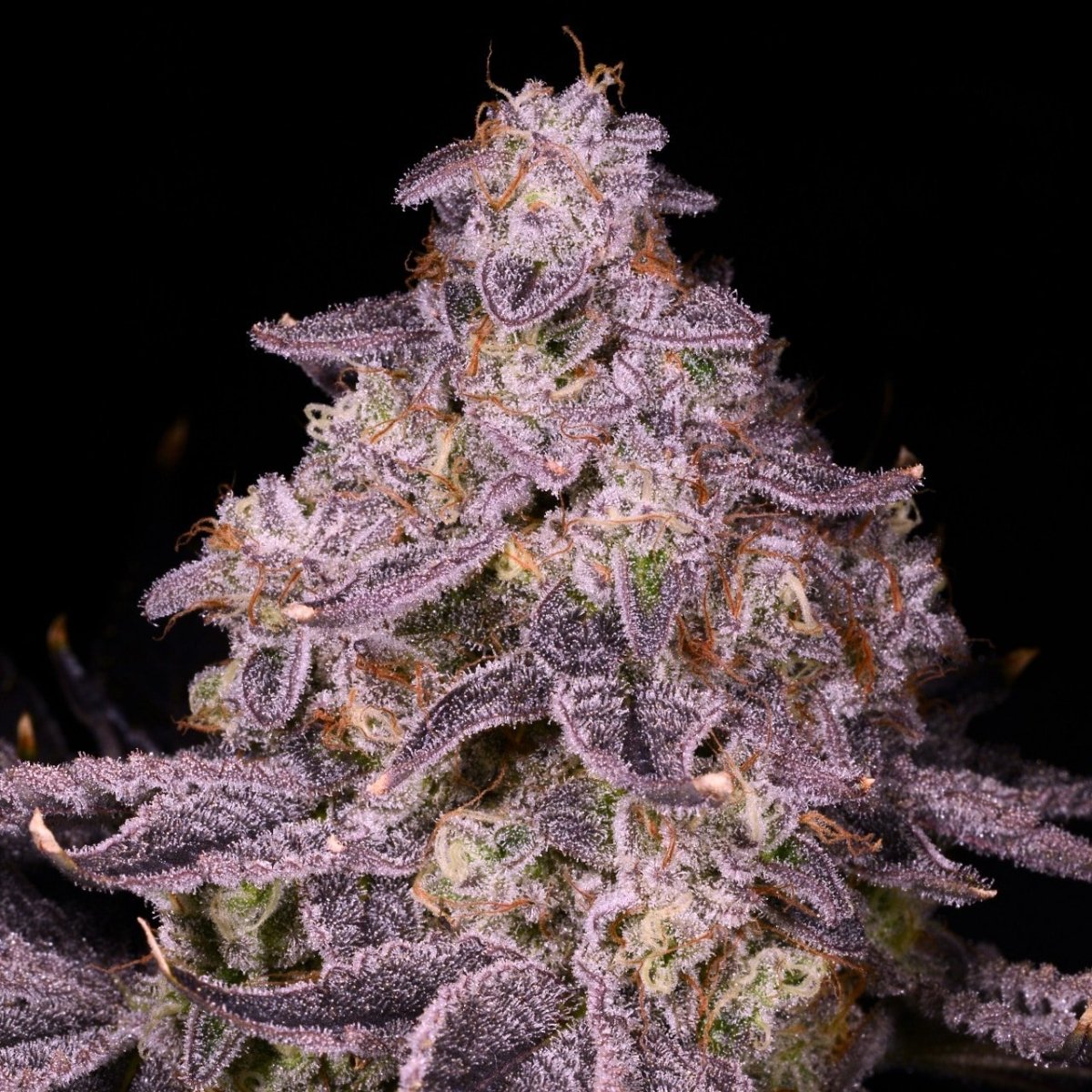 Sherblato Seeds