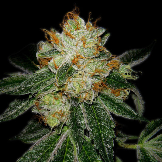 Silver Haze Autoflower Seeds