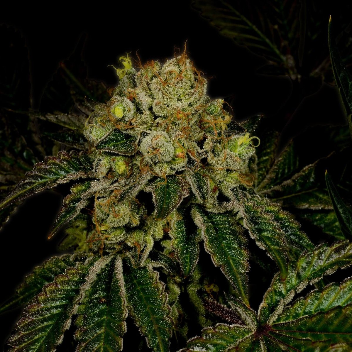 Sour Kush Autoflower Seeds