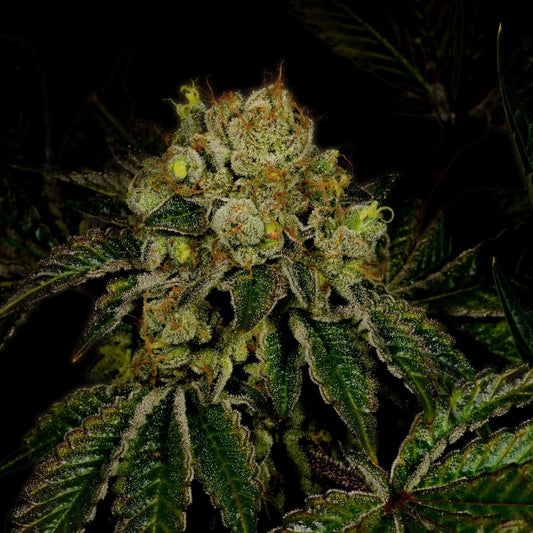 Sour Kush Autoflower Seeds