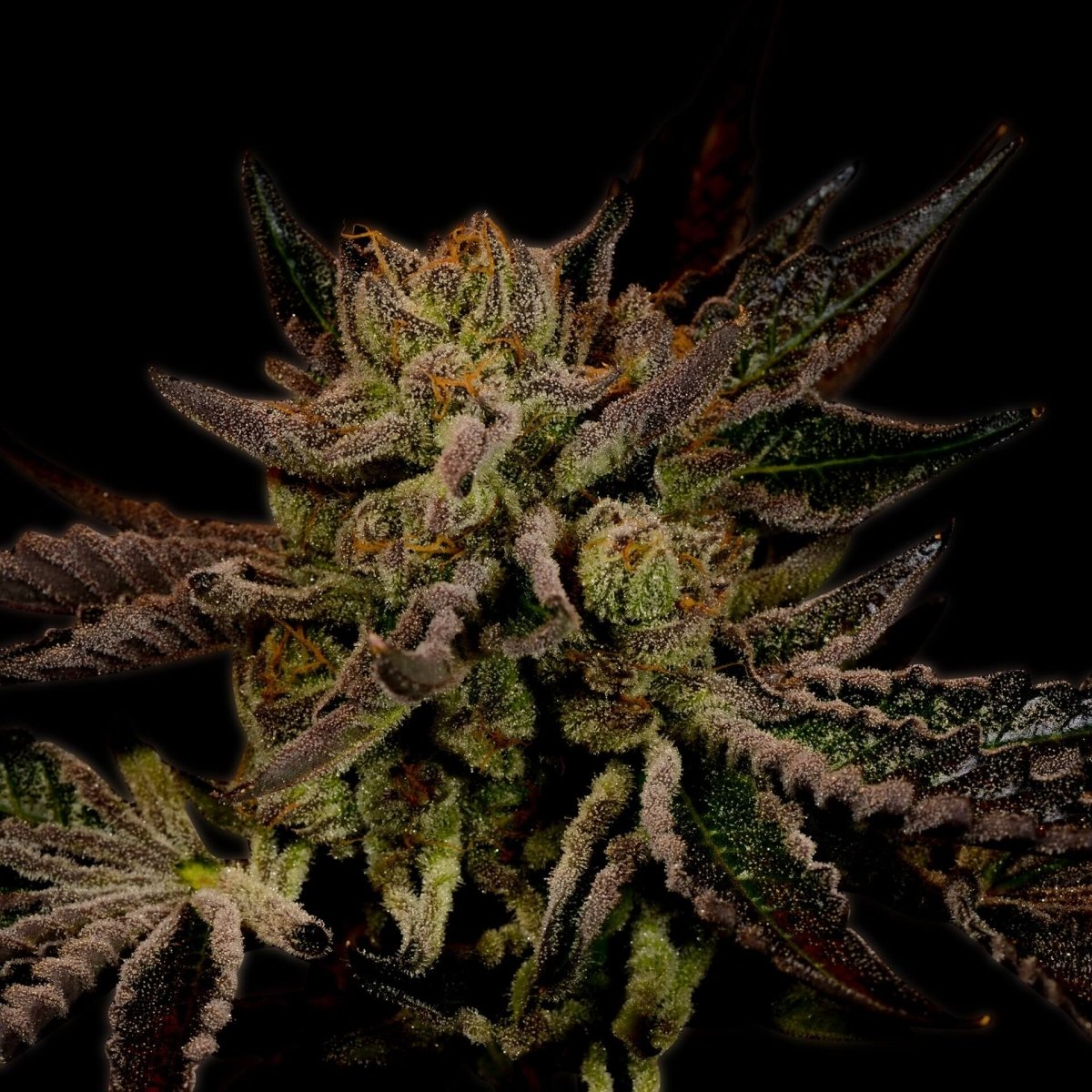 Sour OG Seeds