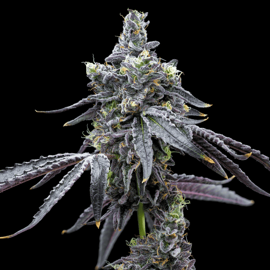 Sour Runtz Autoflower Seeds