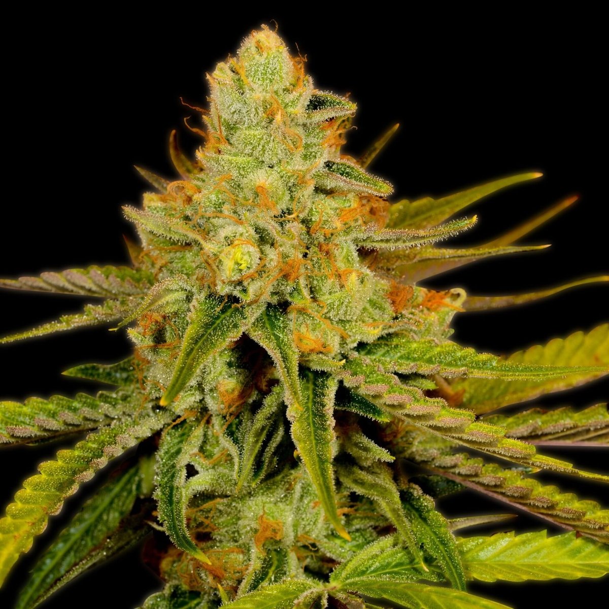 Sour Tangie Seeds