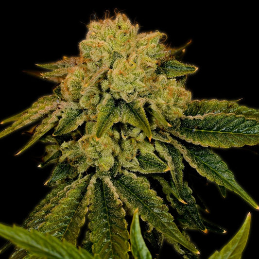 Space Cake Seeds