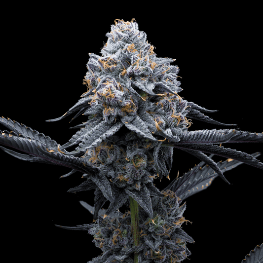 Space Runtz Seeds