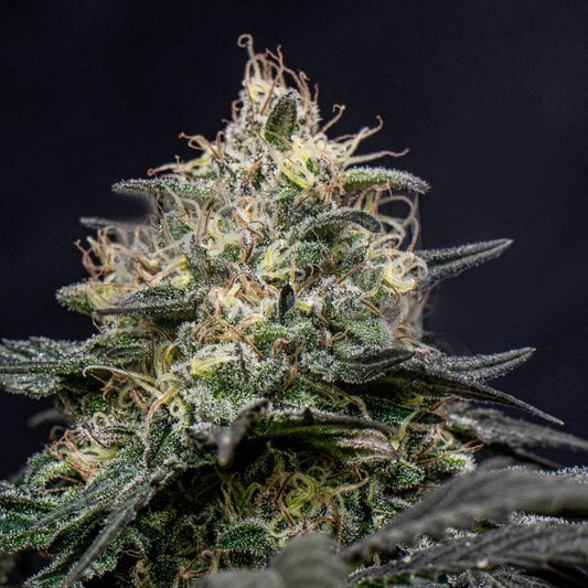 Star Killer Seeds
