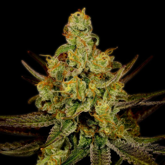 Strawberry Kush Seeds