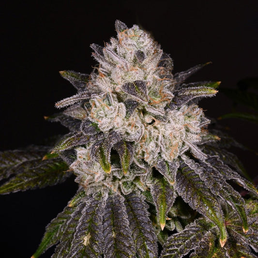 Strawberry Shortcake Seeds