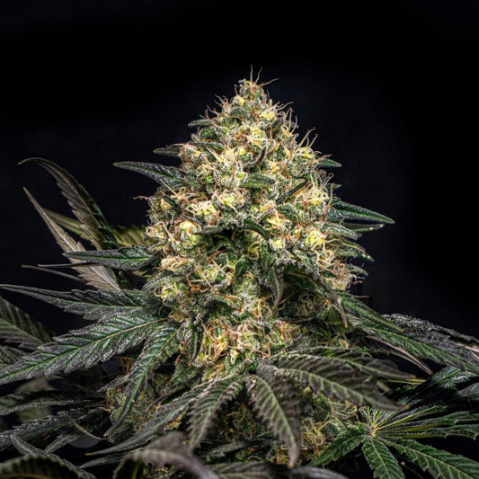 Super Glue Seeds