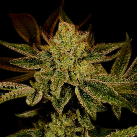 Super Lemon Haze Autoflower Seeds