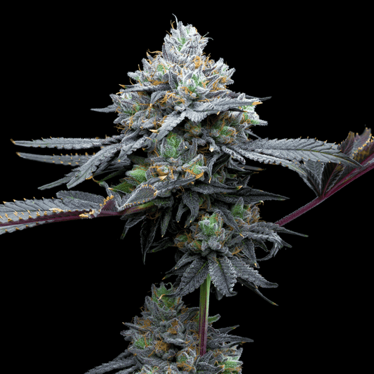 Super Runtz Seeds