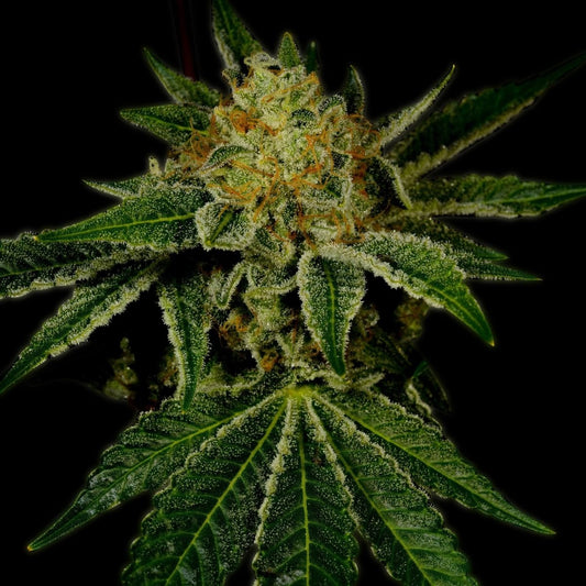 Tangie Autoflower Seeds