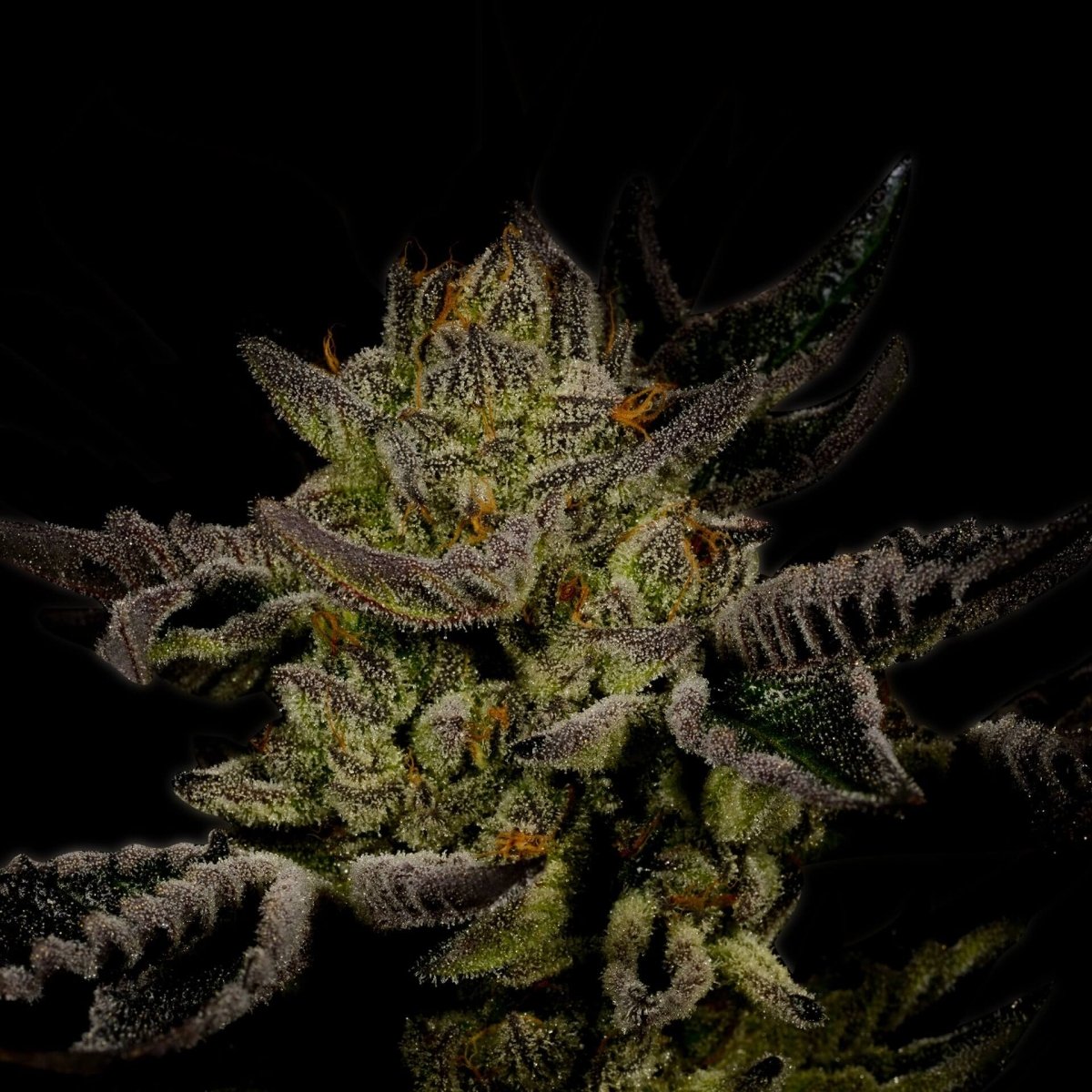 Trainwreck Seeds