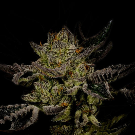 Trainwreck Seeds