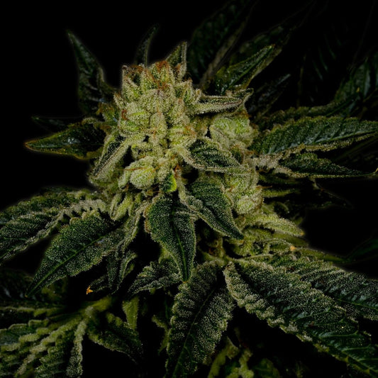 Triangle Kush Autoflower Seeds