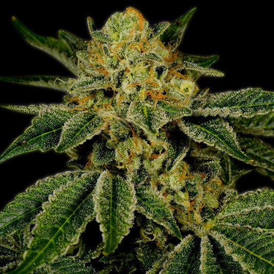 UK Cheese Seeds
