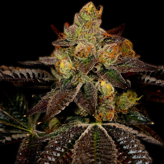 Wedding Cake Seeds
