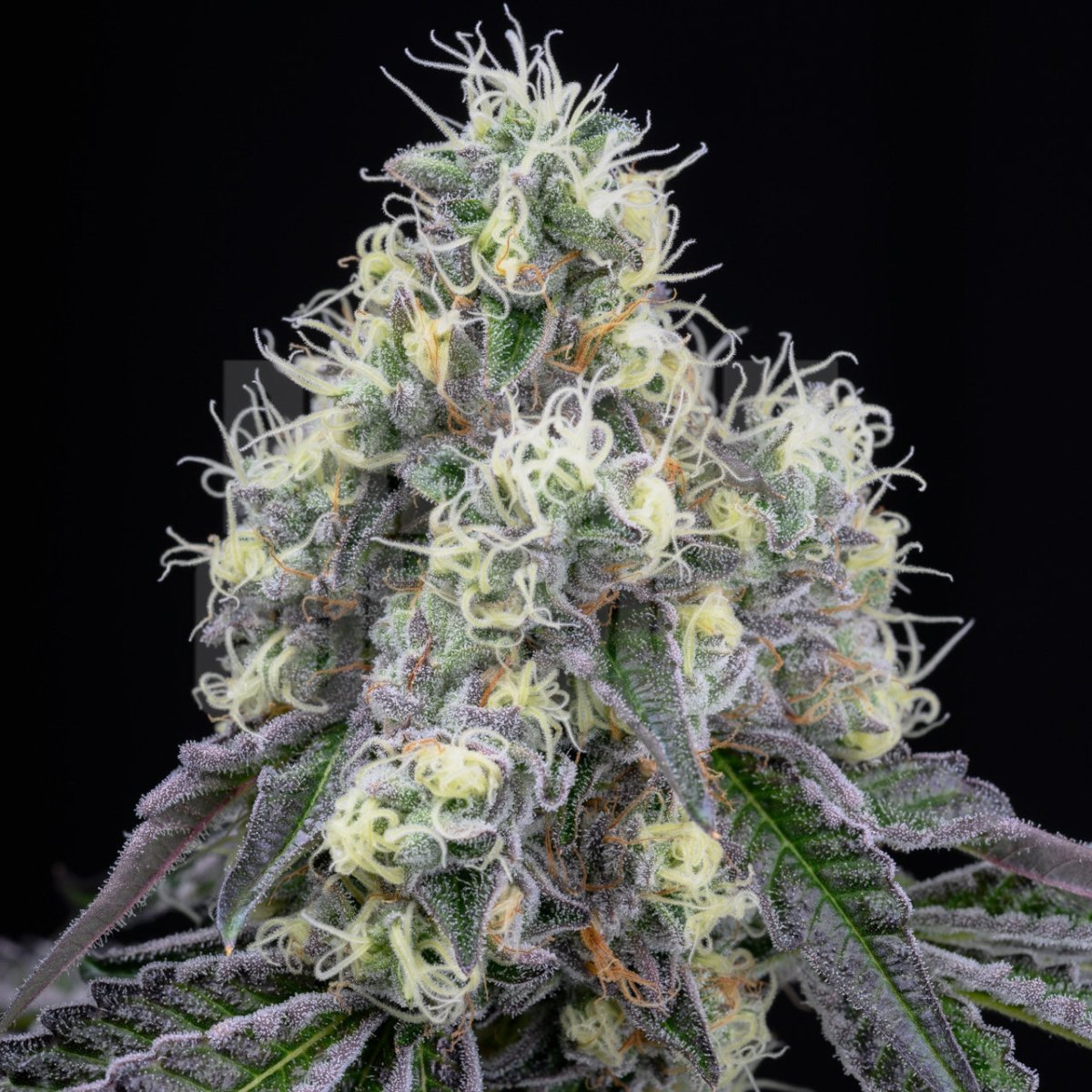 Wedding Crasher Seeds