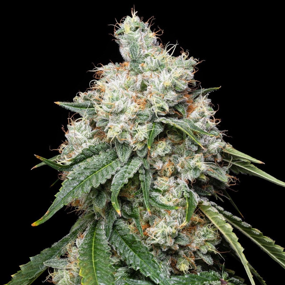 Wedding Pie Seeds