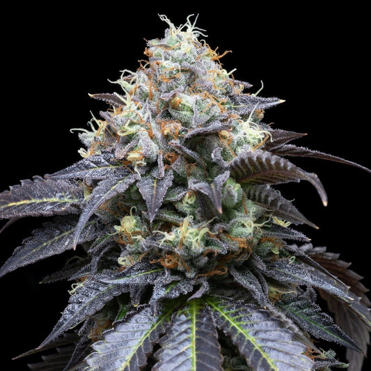 White Runtz Seeds