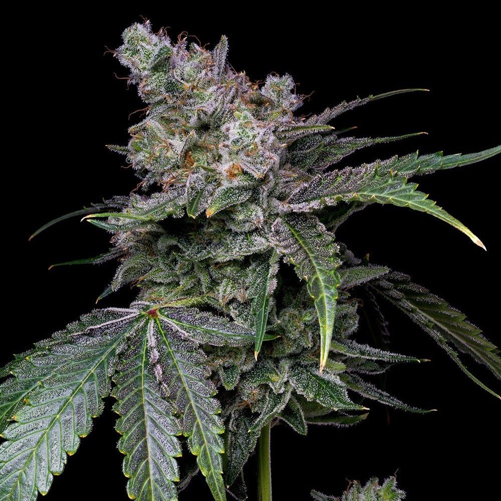 White Russian Seeds