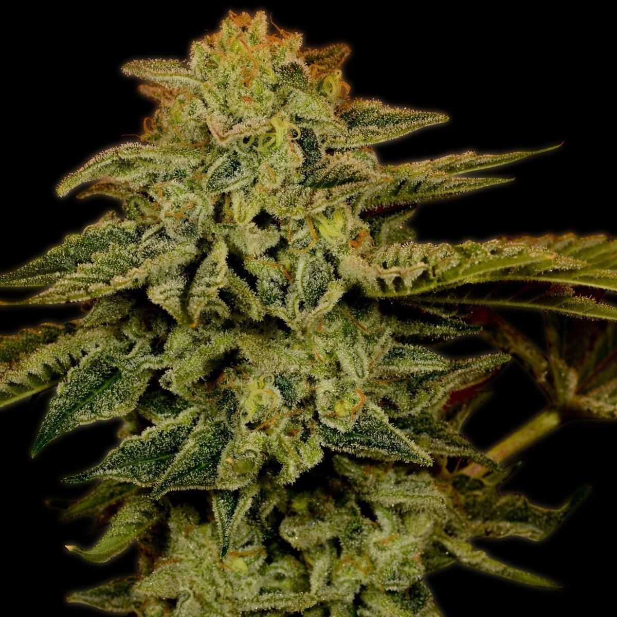 White Widow Seeds