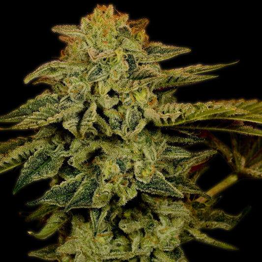 White Widow Seeds