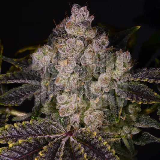 Zkittlez Seeds