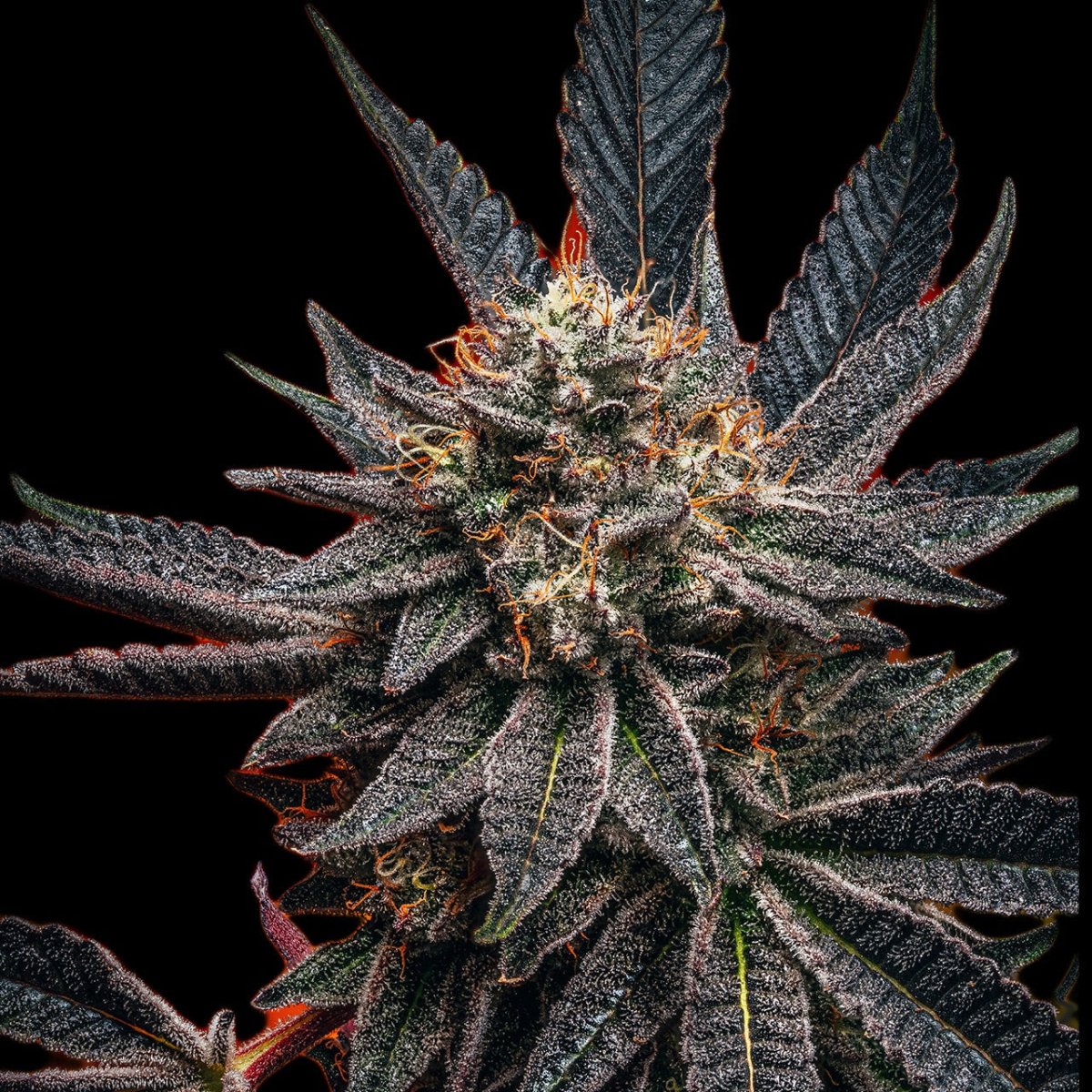 Zookies Seeds